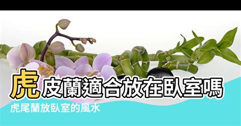 八字老師 虎皮蘭 風水